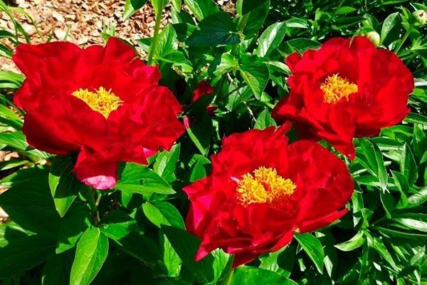 Пион Макинак Гранд: чудо-растение для вашего сада