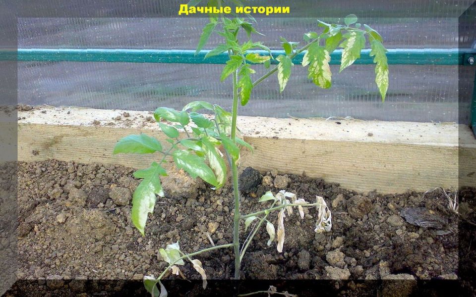 Как помочь рассаде пережить стресс после высадки