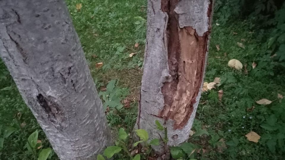 Ошибки при зимней подготовке деревьев: как сохранить урожай