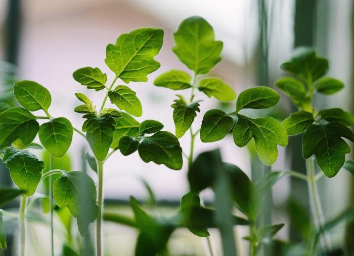 Как сохранить крепкую рассаду: простые советы для огородников