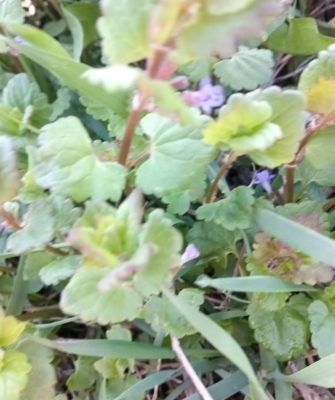 Эффективные способы борьбы с плющевидной будрой в саду