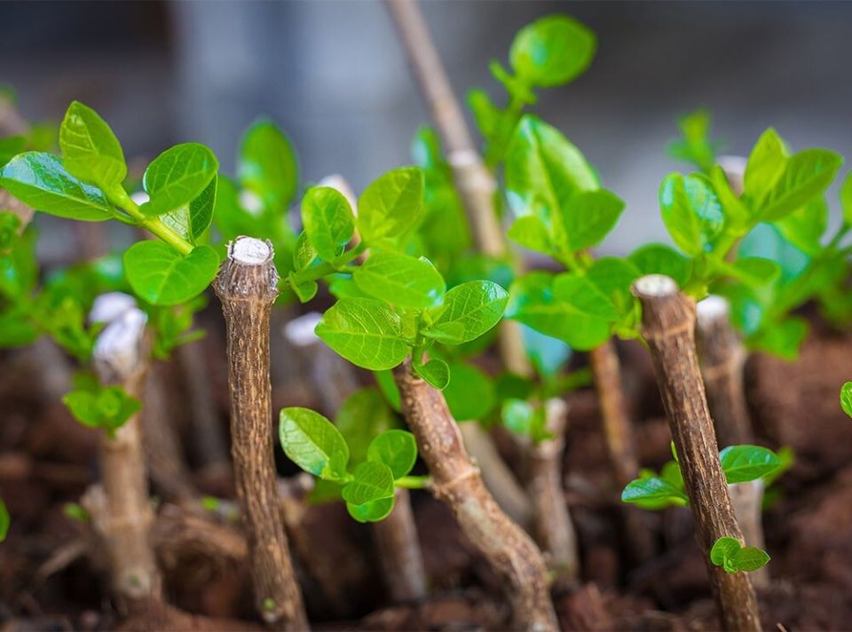 Черенкование растений: секреты и техники, способные прокатить садоводов