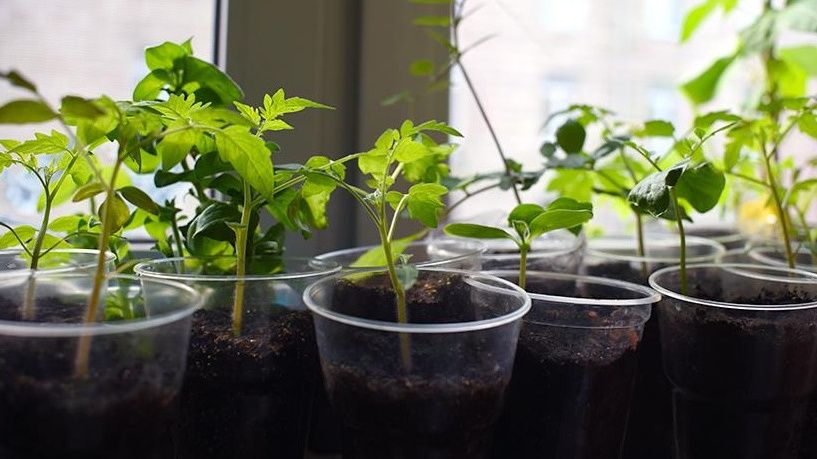 Важные шаги по выращиванию рассады помидор