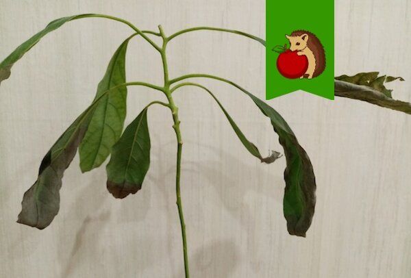 Как избежать распространенных ошибок в уходе за авокадо