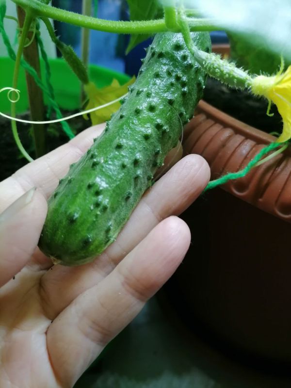 ��� ��������� ������ �� �����������: ������ ������ � ������