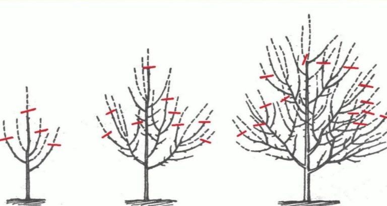 Как правильно обрезать ветки плодовых деревьев: практическое руководство для садоводов