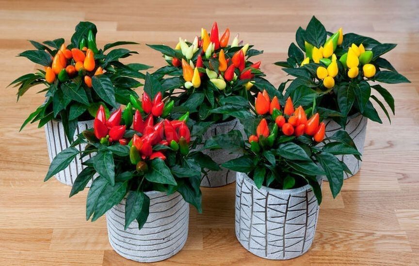 Декоративные острые перцы: как выбрать самые устойчивые сорта для вашего сада