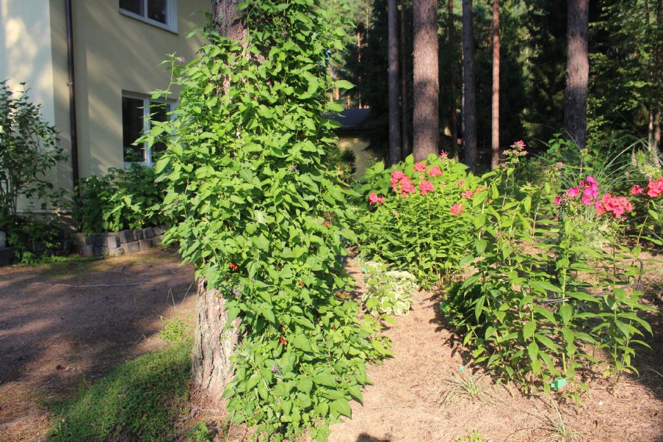 ��������� ��� ������������� �������: ��� ������� ��� ������� ������ ����