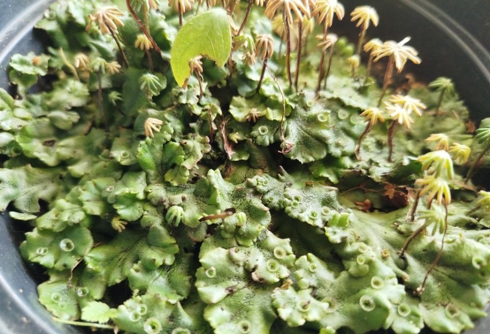 ���������: ��� ���������� � ���� ���������� ������� ������