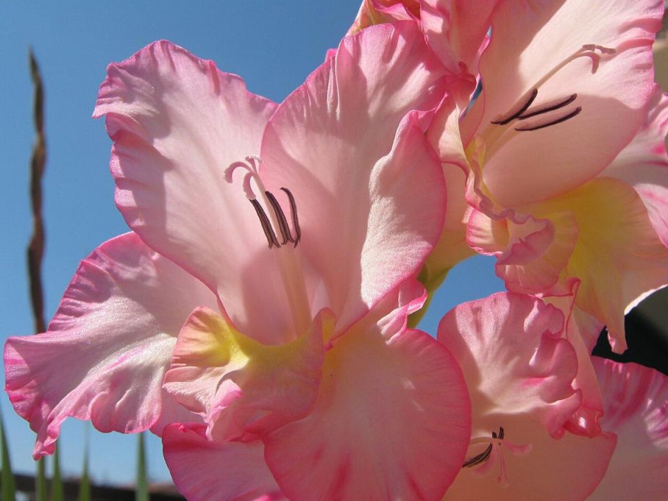 �������� �������� ��������� ����������� � �������