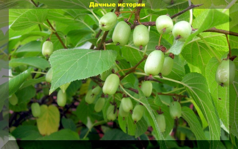 Актинидия коломикта: экзотичная ягода с уникальным вкусом для вашего сада