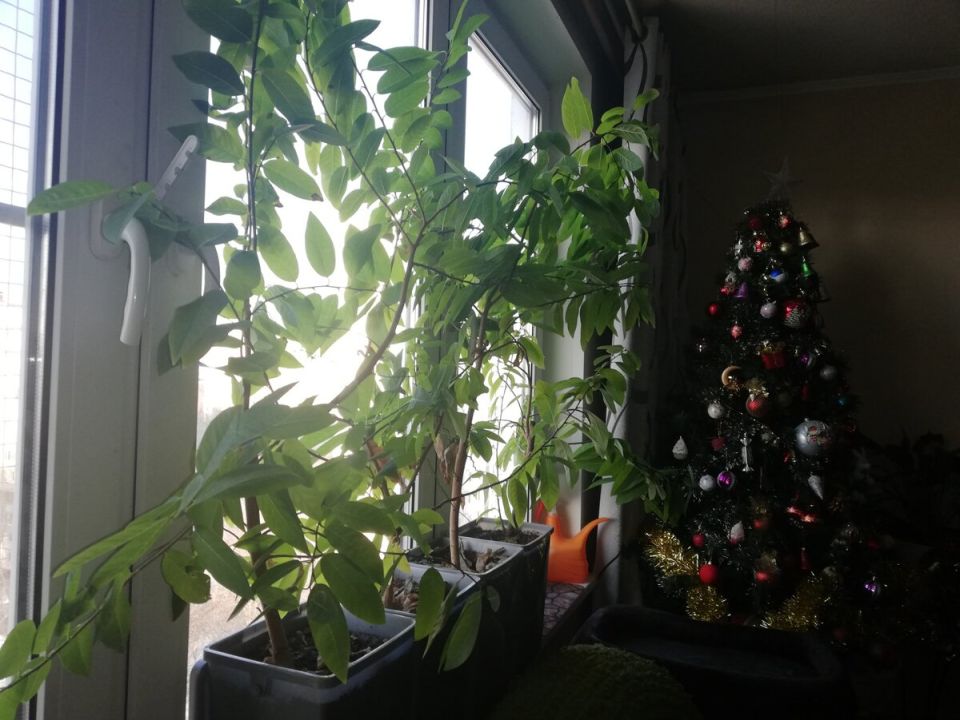 ��� ������������ ���������: ������� ��������� ����� ���������� ������