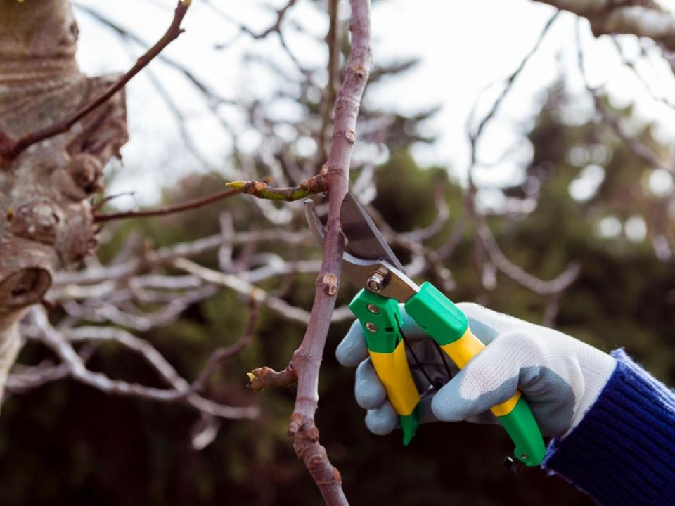 ��� ���������� ������� ������ ����� �������� �� ��������: ������ ���������