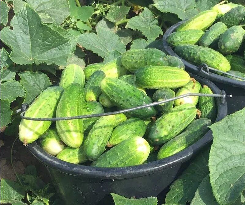 ��� ��������� ������ �� ���: ������� ������������� ������