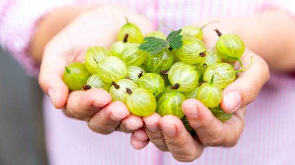 ��� ���������� �� ���������� ������� ���-������: ����� ������� ��������� �� 15 �����