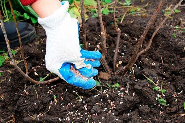 ��� ��������� ������������� �������� �������: ������ � ������� ��������� ������