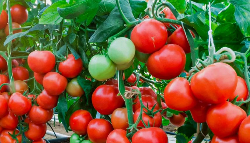 ��� �������� �������� ������ ��������� � ������������ ��������