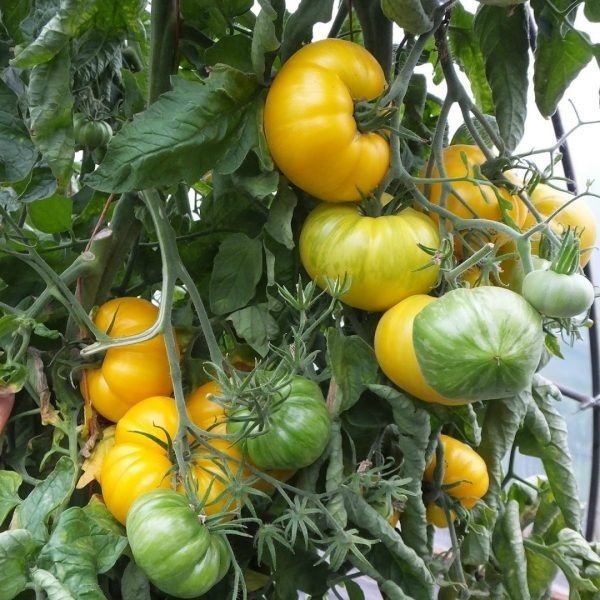 ������ � ����������: ������� ��� ��������� 2026 ����