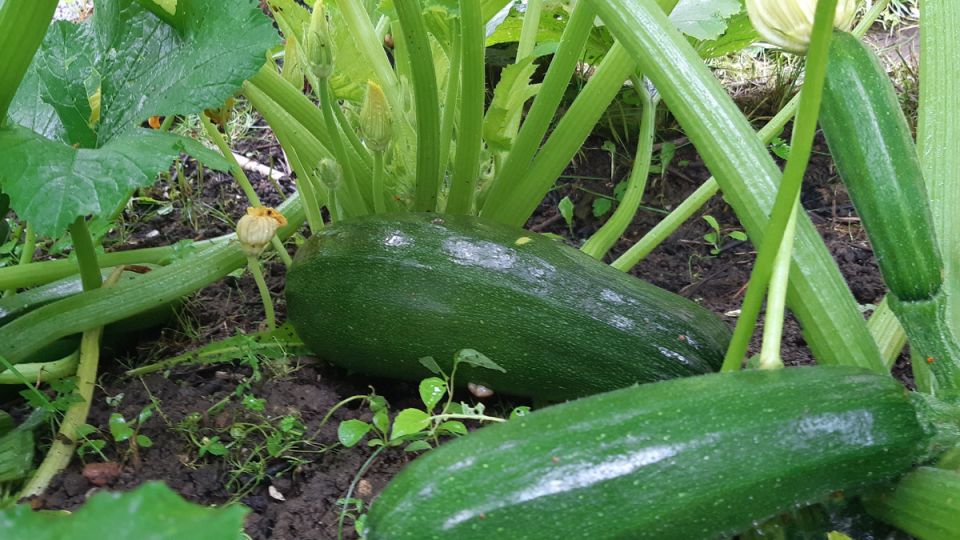 ��� ��������� ��������� �������: ������� ������ ��� ������ �������