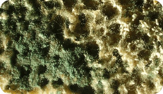 Чистка фасадов от высолов, налета и плесени