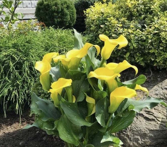 ��� ��������� ������ ����� �� ���������� ��������: �������� ������