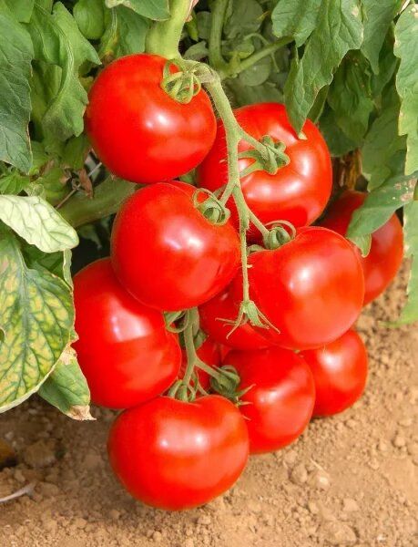 ����� �����: ����� ���� � ������� ������