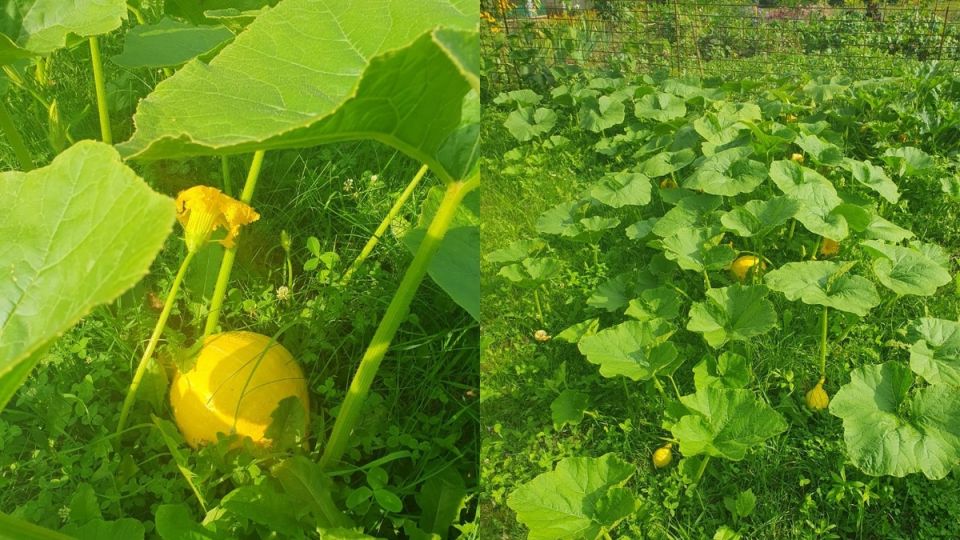 Как компактно вырастить тыкву на малом участке и удвоить урожай