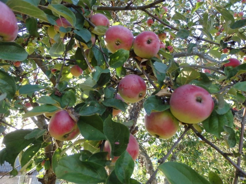 ������� ����� ��������: ��� ��������� ����� � ��������� �������� � ����