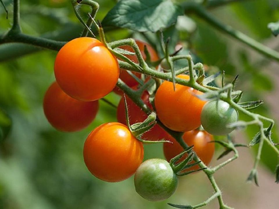 Как вырастить идеальные томаты: избегаем типичных ошибок