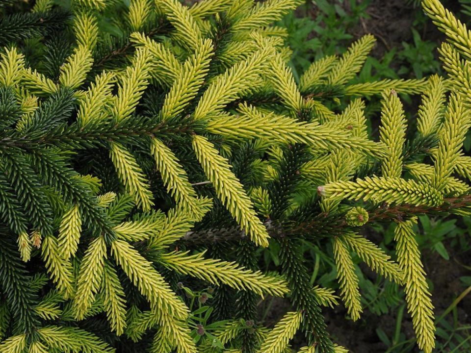 ��� ��������� ������������� ���: ������ �� ���� �����