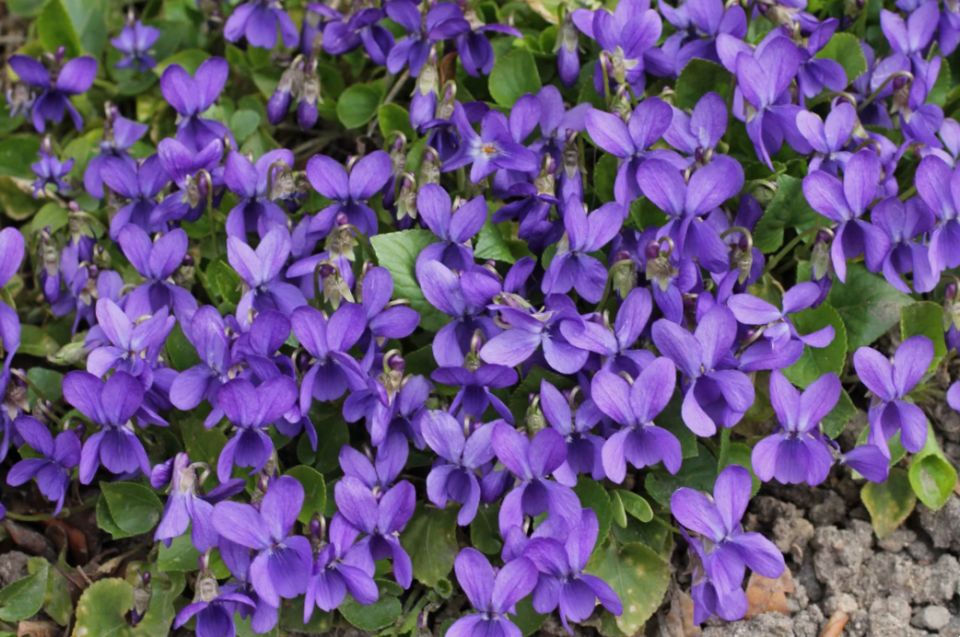 �� ��������� ��������: ��� ��������� �������� ����� ������ ��� ������