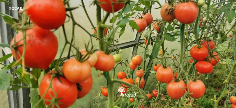 ������� ��������� ����� �� ���������� � ���� �� ������