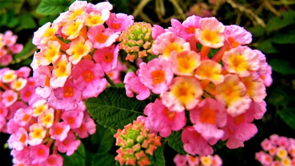 Очарование лантаны: цветение с весны до осени