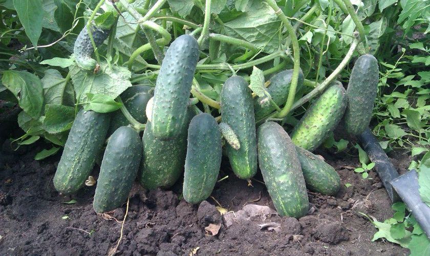 �������� ��� ���������: ������ ������� ��������� ��� ��������