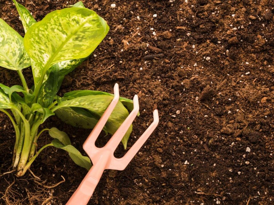 ��� ���������� ����� ������� ������ ����: �������� ������