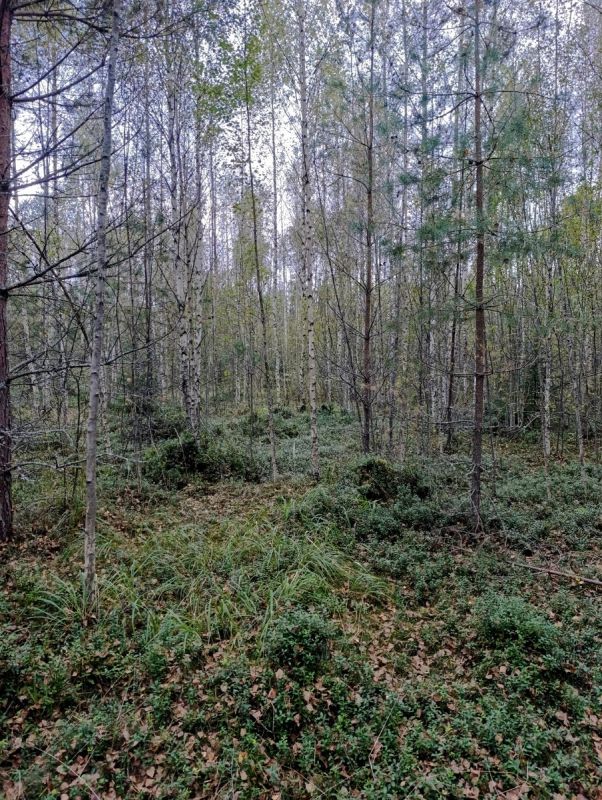 Сентябрь на старой вырубке