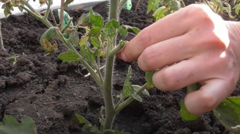 Как создать надежную защиту для рассады: 8 простых шагов