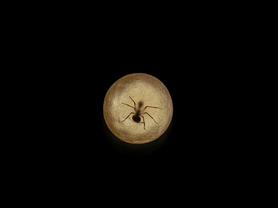 ������������� ����������� � ��� ������� �����: �������� D.O.M. � ���-�����