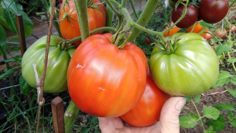 ������ ���� � ���� � ��������� ���������: ������� ���������