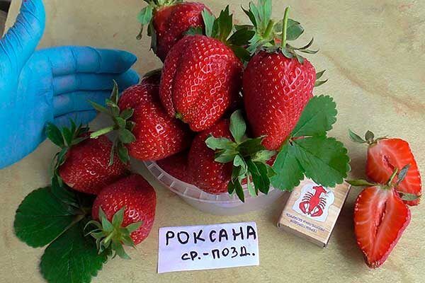 �������� �������: ������� ������ � ����������� � ���������� �������� ����