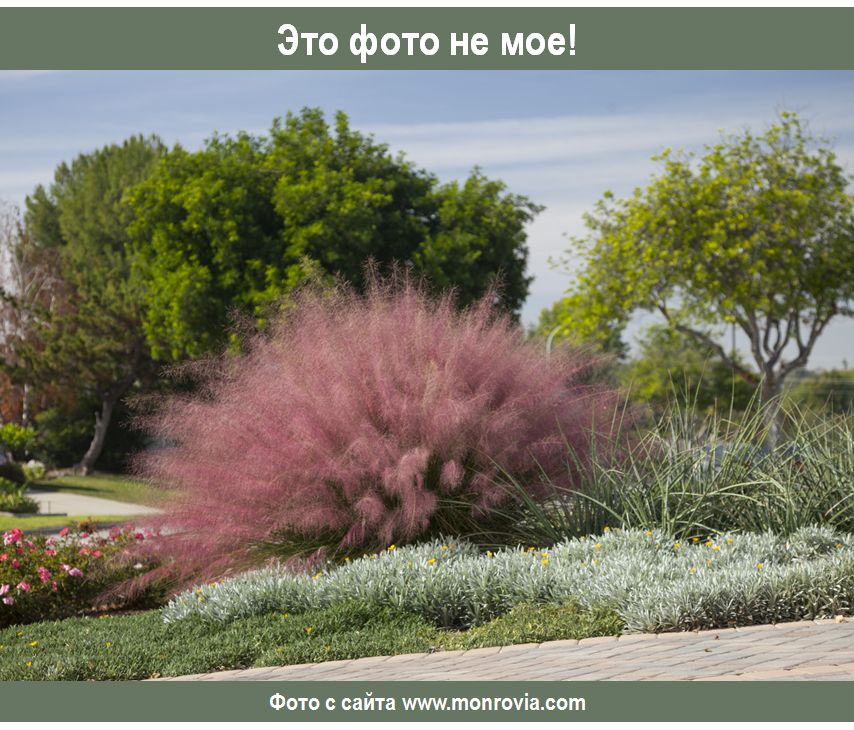 Заменить мюлленбергию: необычные, но удивительные злаки для вашего сада