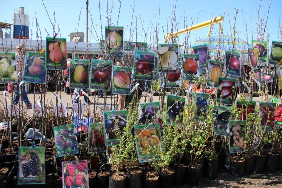 ��� ������� ��������� �������: ������ ��� ���������� ���������