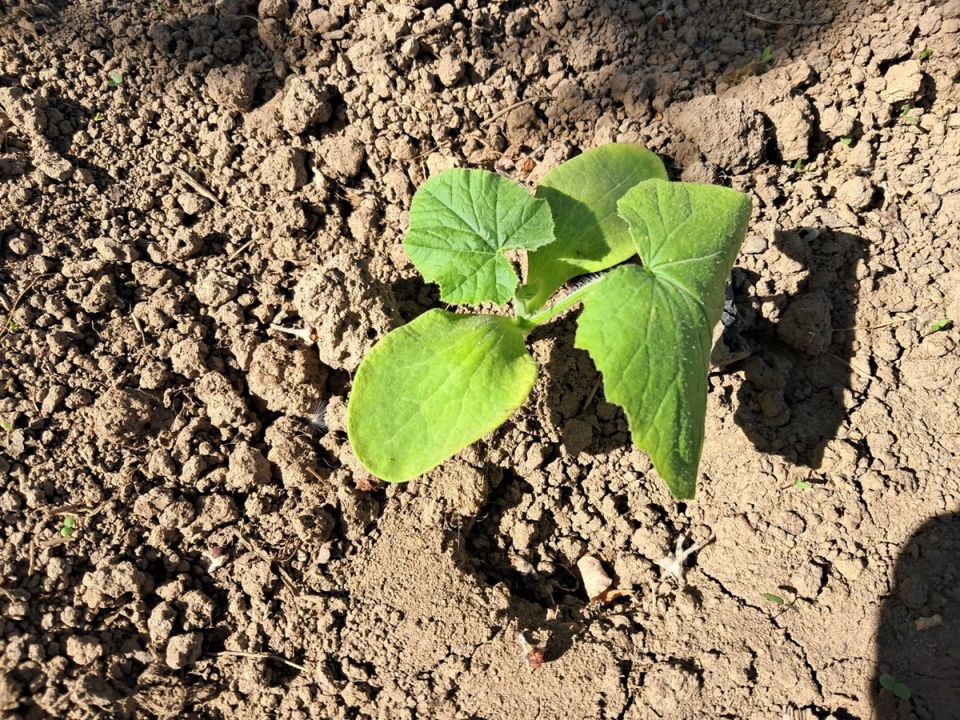 ������ ������ �� ������? �������� ������� � ����������� ������