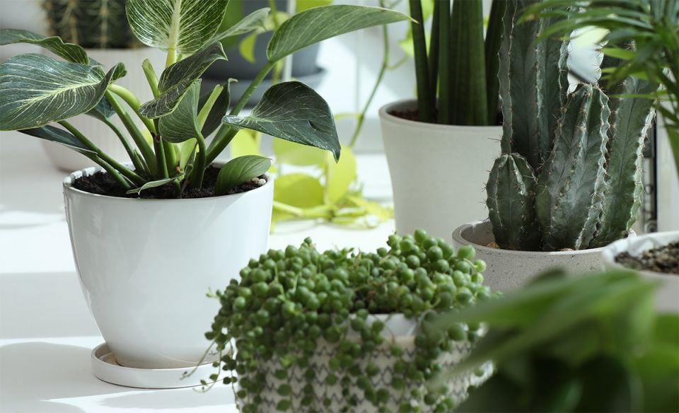 ��� ������ ����� ��������� ��������� �������� ����: ������� �����