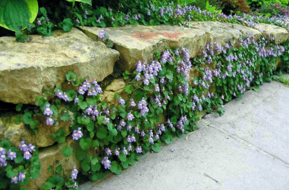 ������� ��������� ��������� �����: ��� ��������� ���������� ���������