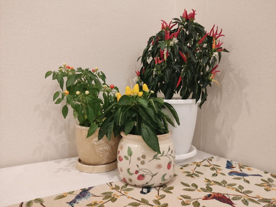 ��� ��������� ������������ ����� � �������� ����� �����: ������� ������