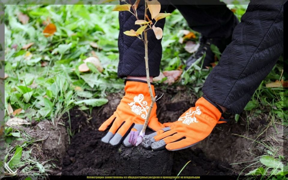 ��� ��������� ������ ������� � ���������� ������: ������� �������� �������