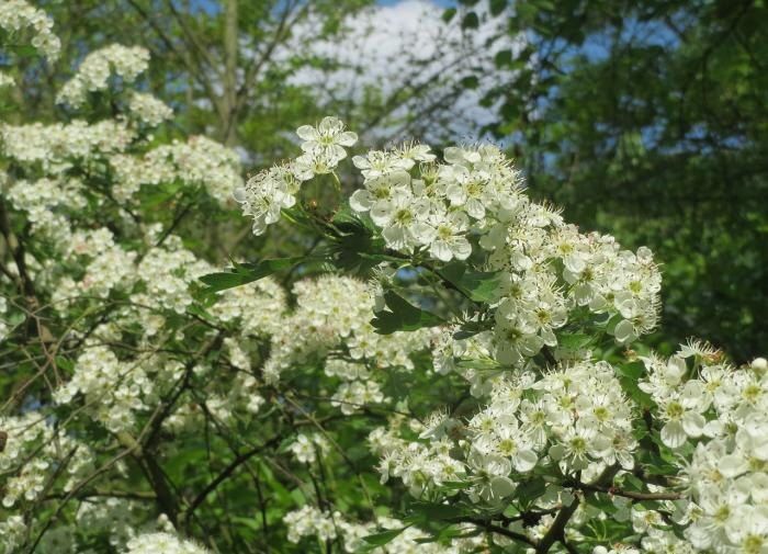 ������ ��������� ����������� ������ ��������� �� ����� ����