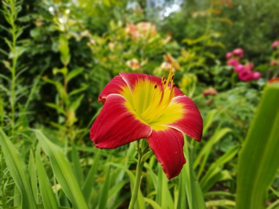 �������� Christmas Is: ��� ���� ���������� � ������ ����������