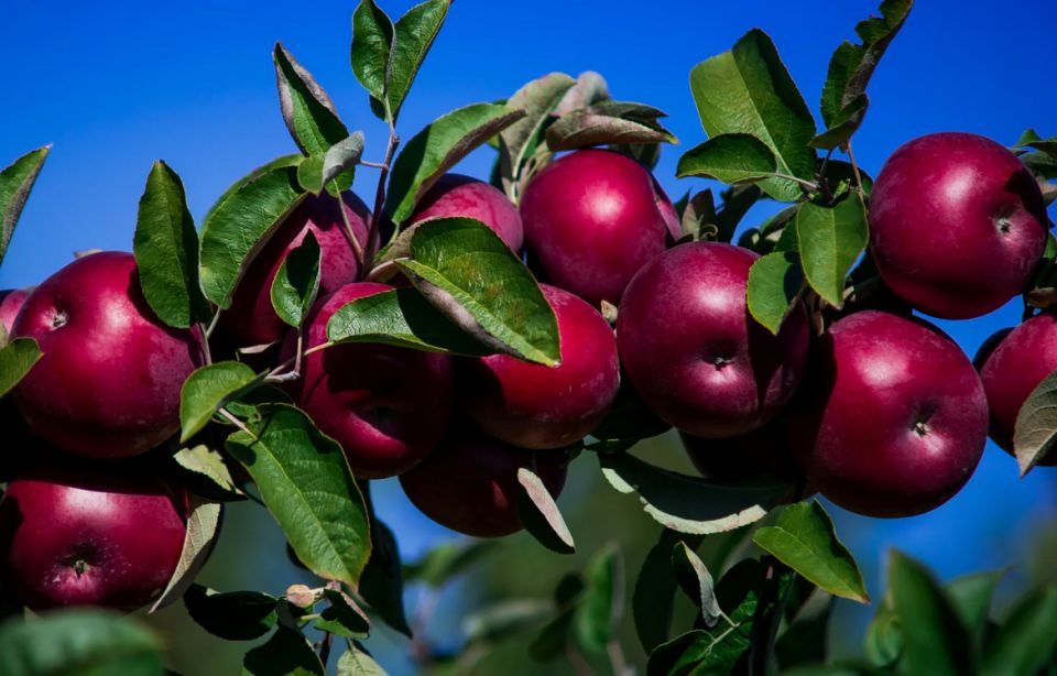 ��������� ���� ���: ����������� ������ ������ � ��� �� ������ � �������